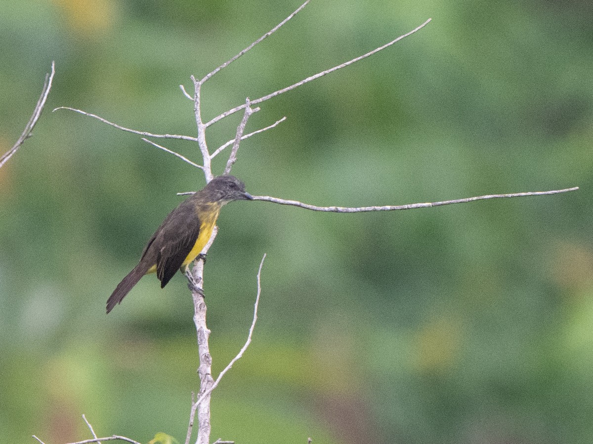 Dusky-chested Flycatcher - ML625124816