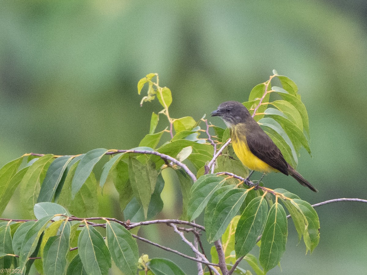 Dusky-chested Flycatcher - ML625124818