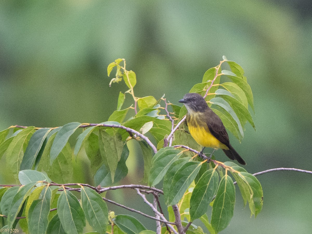 Dusky-chested Flycatcher - ML625124819