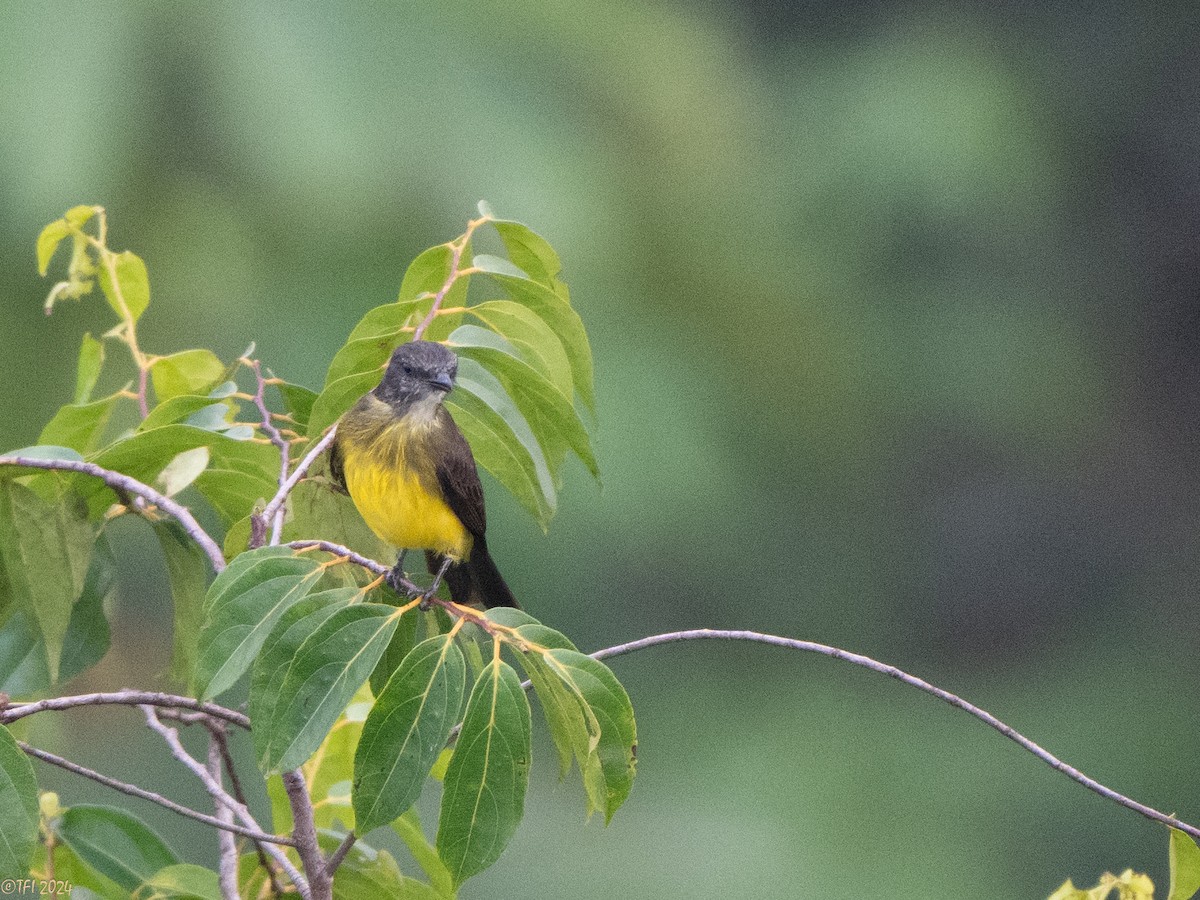 Dusky-chested Flycatcher - ML625124820