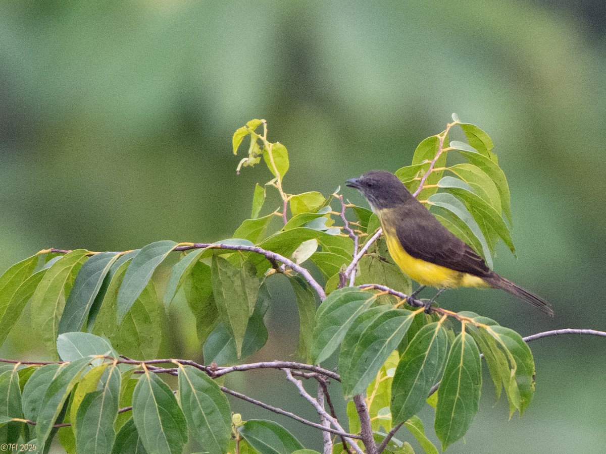 Dusky-chested Flycatcher - ML625124821