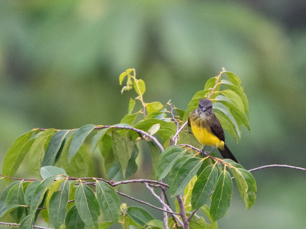 Dusky-chested Flycatcher - ML625124826