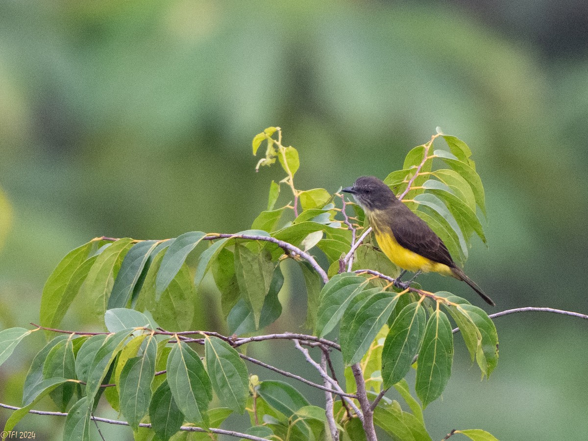 Dusky-chested Flycatcher - ML625124827