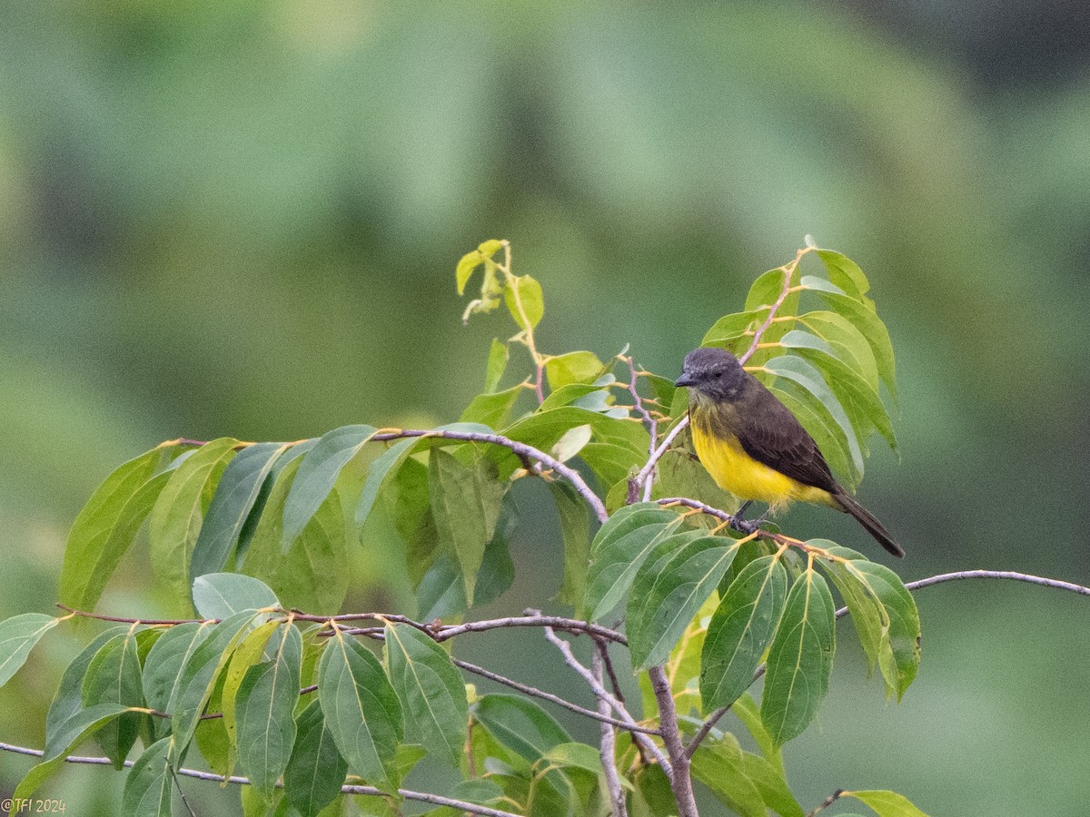 Dusky-chested Flycatcher - ML625124828