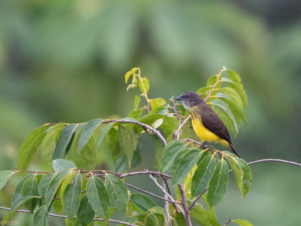 Dusky-chested Flycatcher - ML625124834