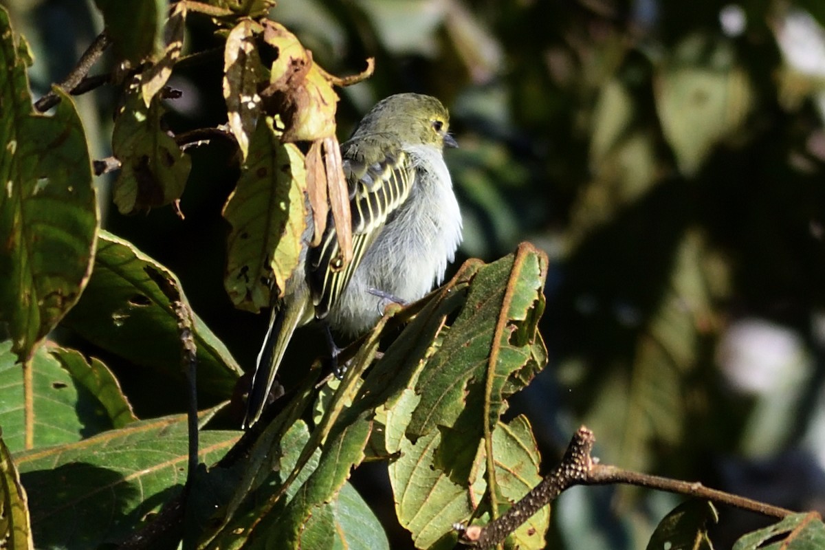 Golden-faced Tyrannulet - ML625124976