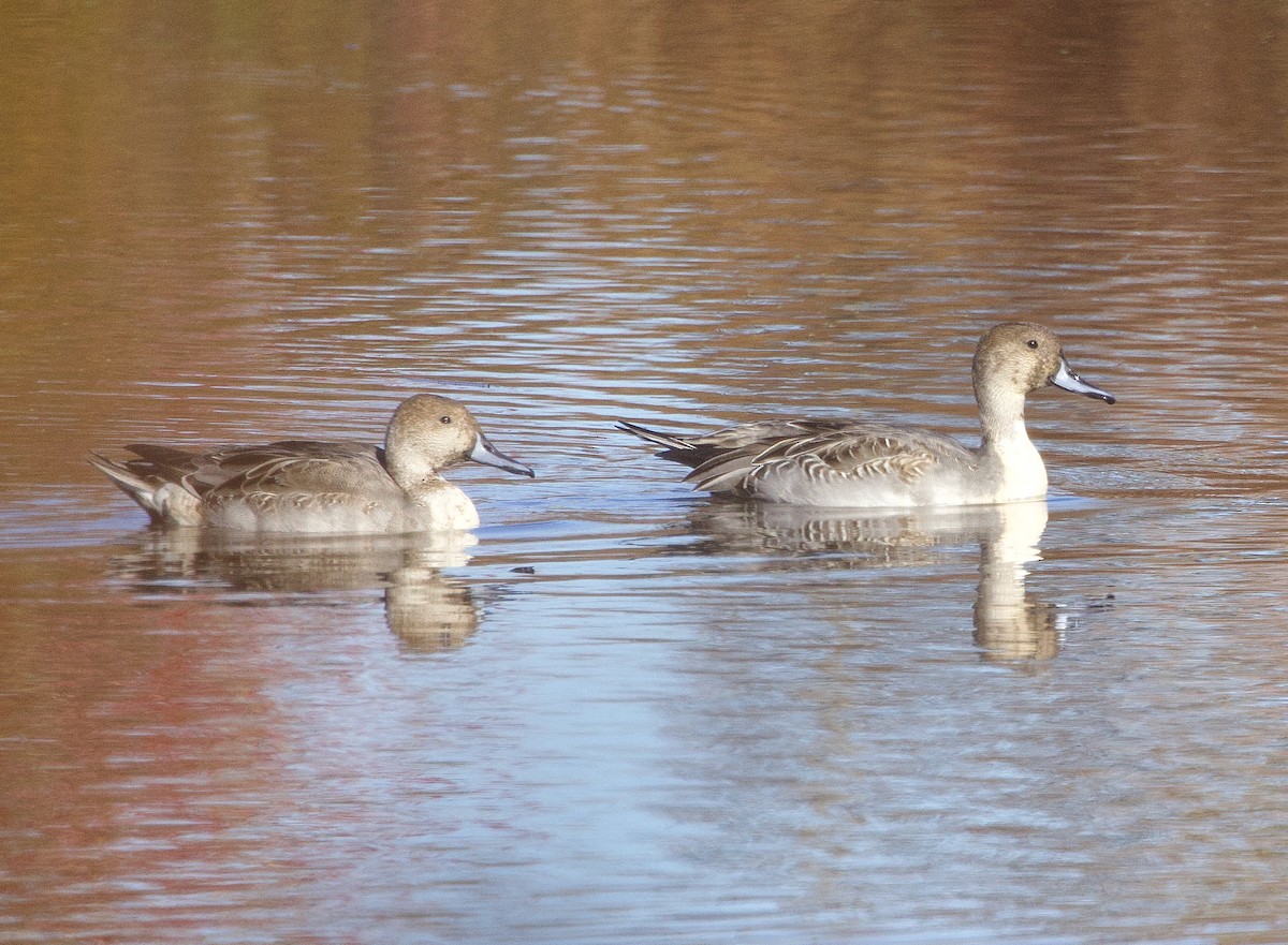 Northern Pintail - ML625125073