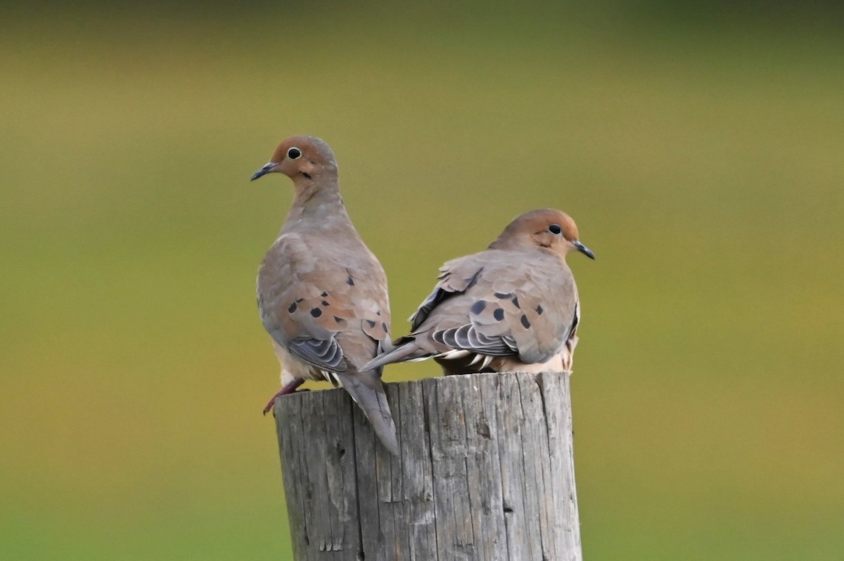 Mourning Dove - ML625125419