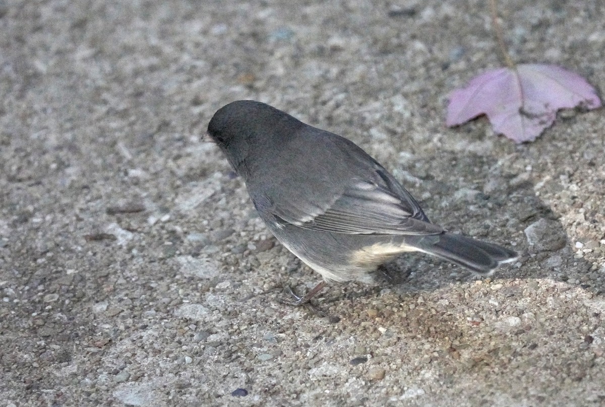 Kara Gözlü Junko (hyemalis/carolinensis) - ML625125475