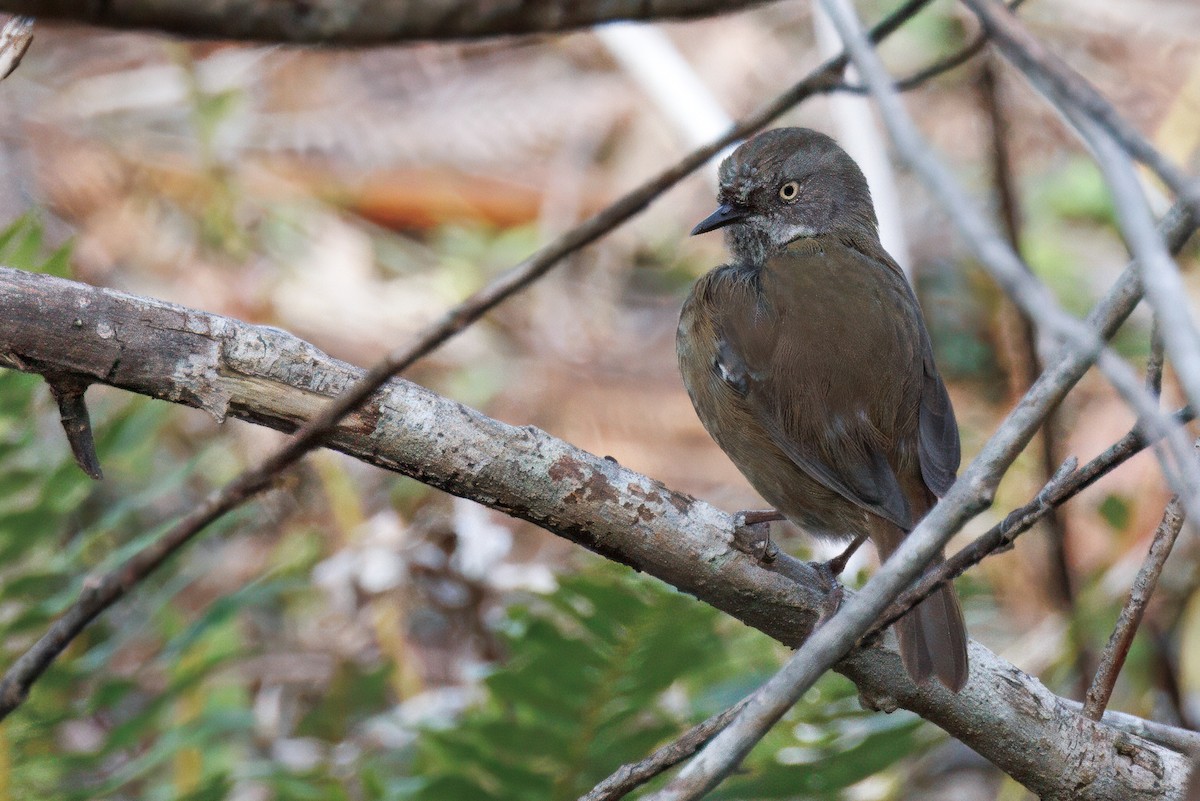 Tasmanian Scrubwren - ML625125518