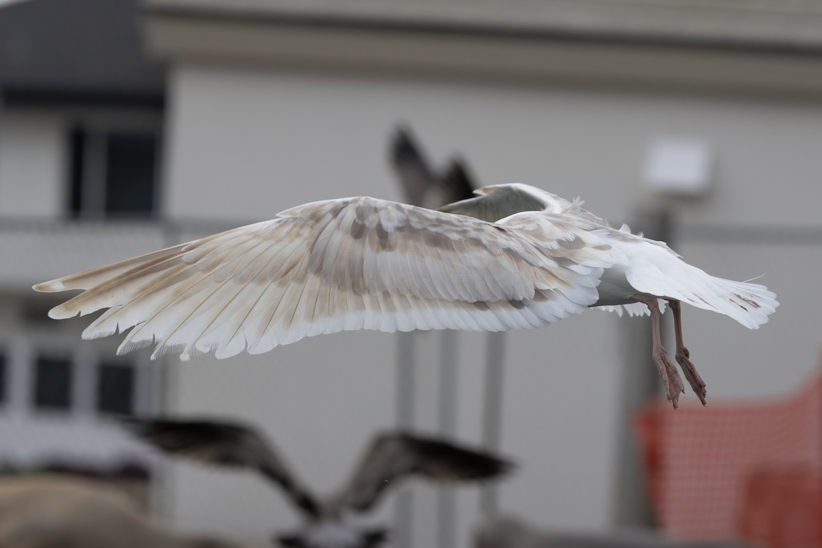 Western Gull - ML625125547