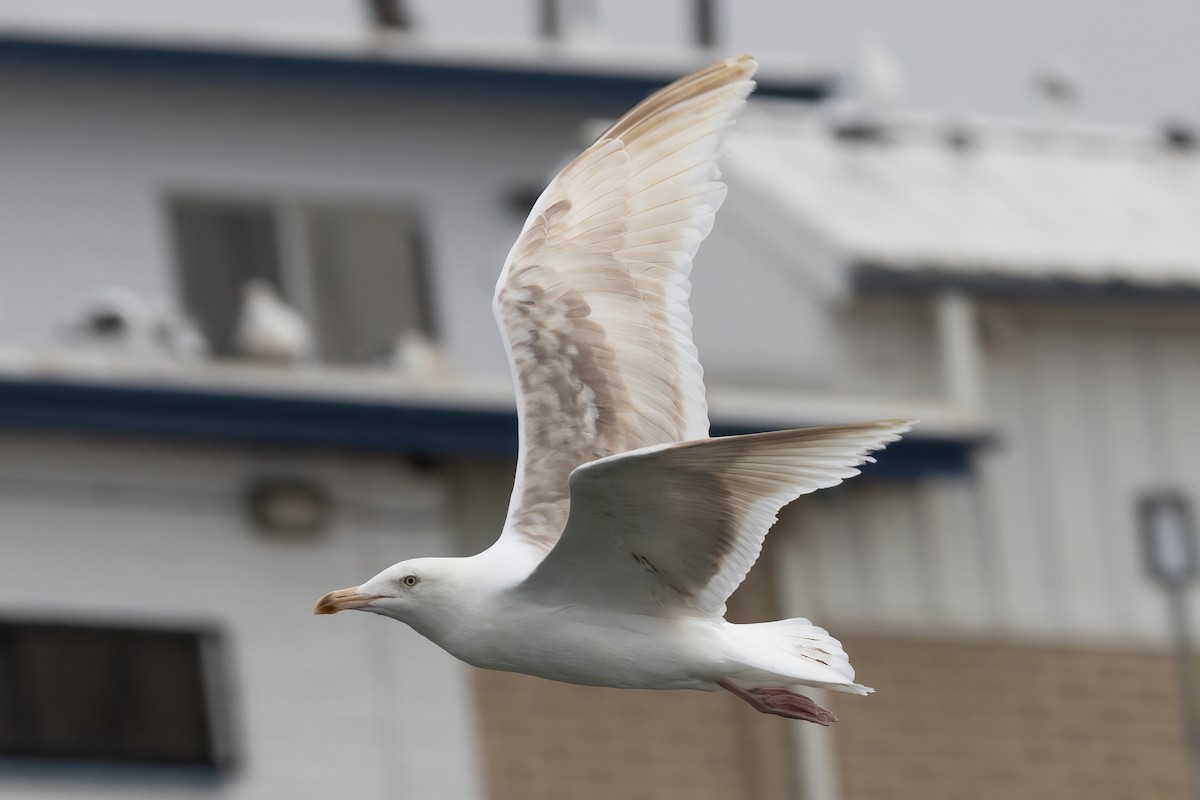 Western Gull - ML625125557