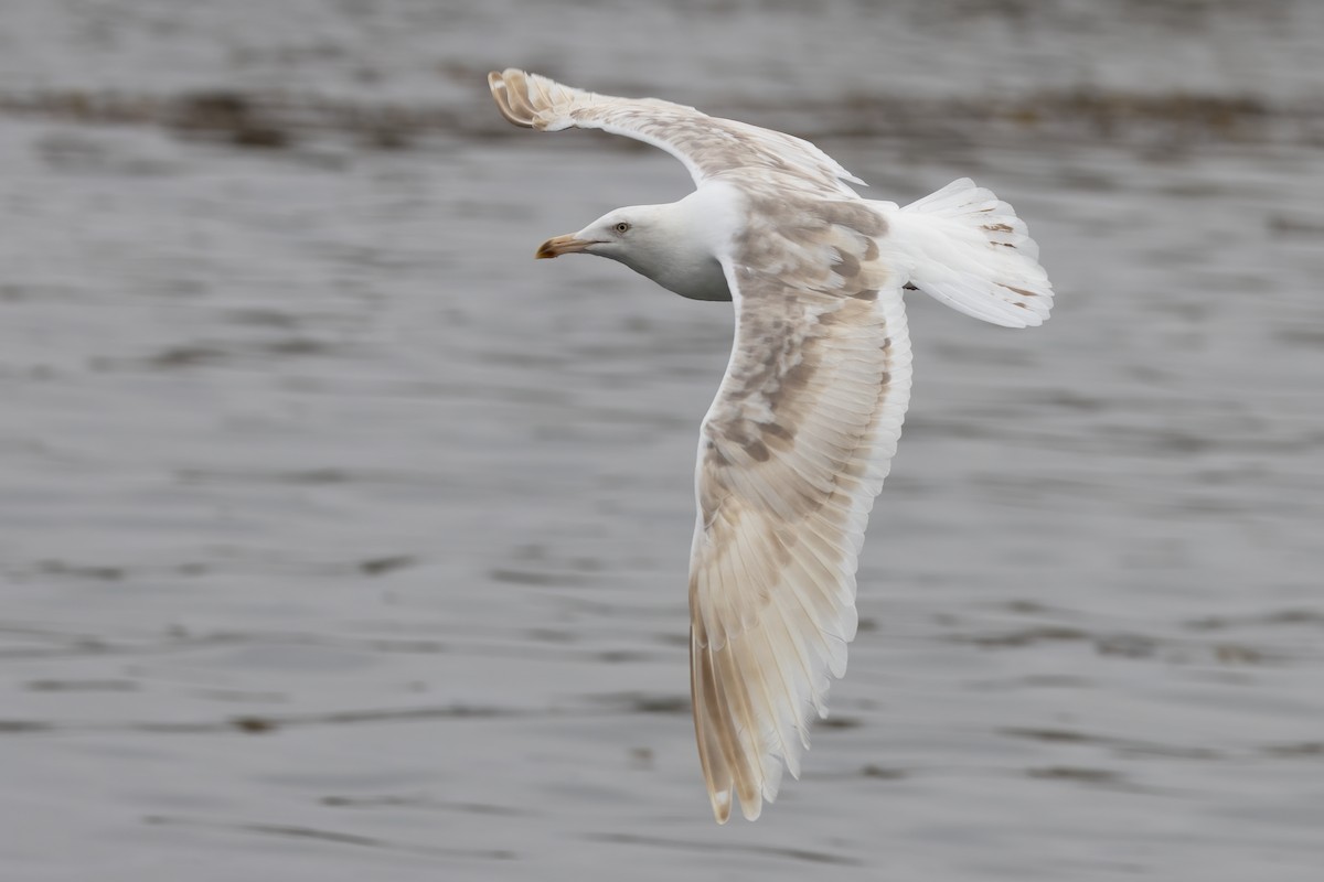 Western Gull - ML625125562