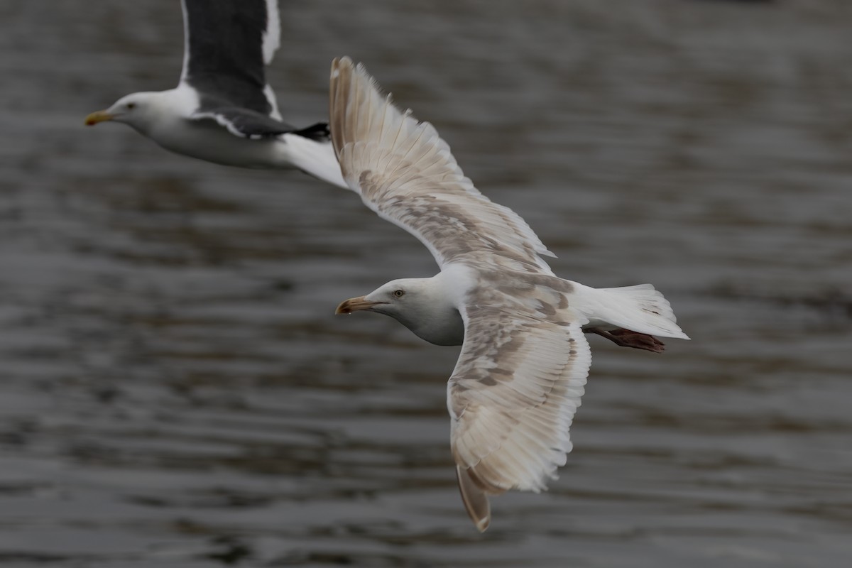 Western Gull - ML625125563