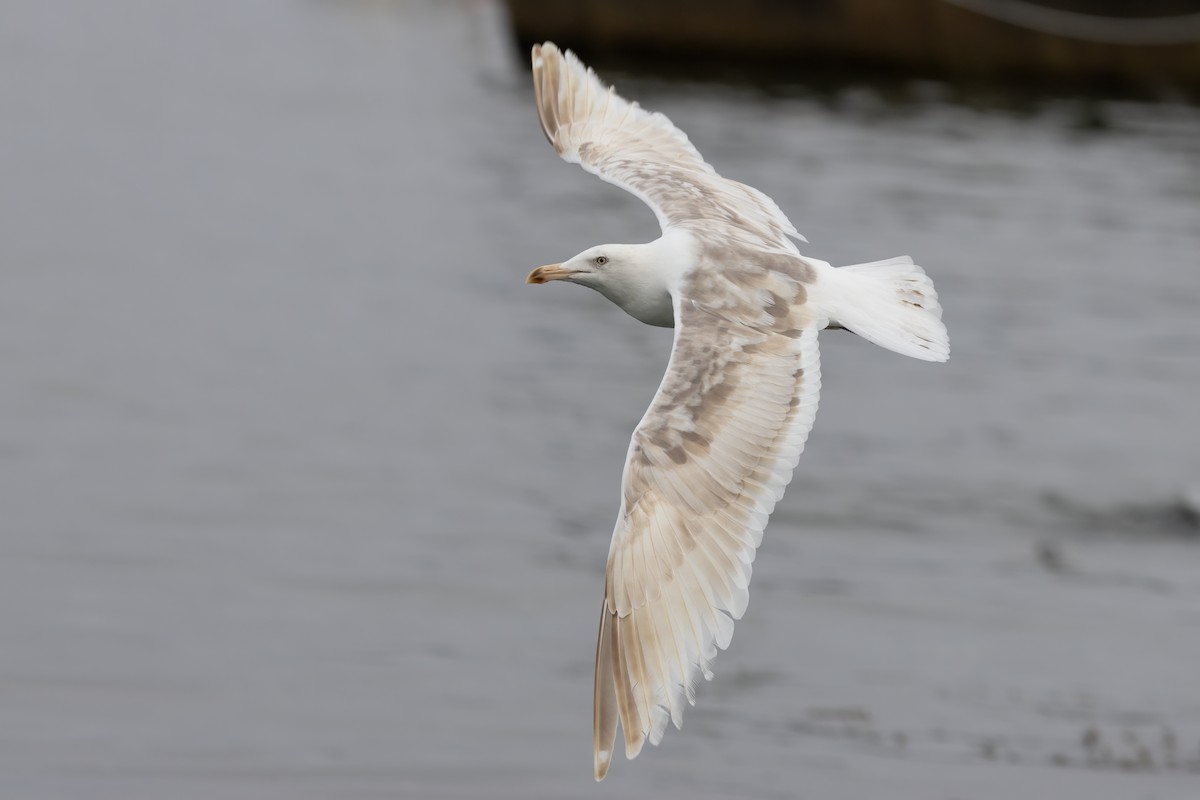 Western Gull - ML625125564