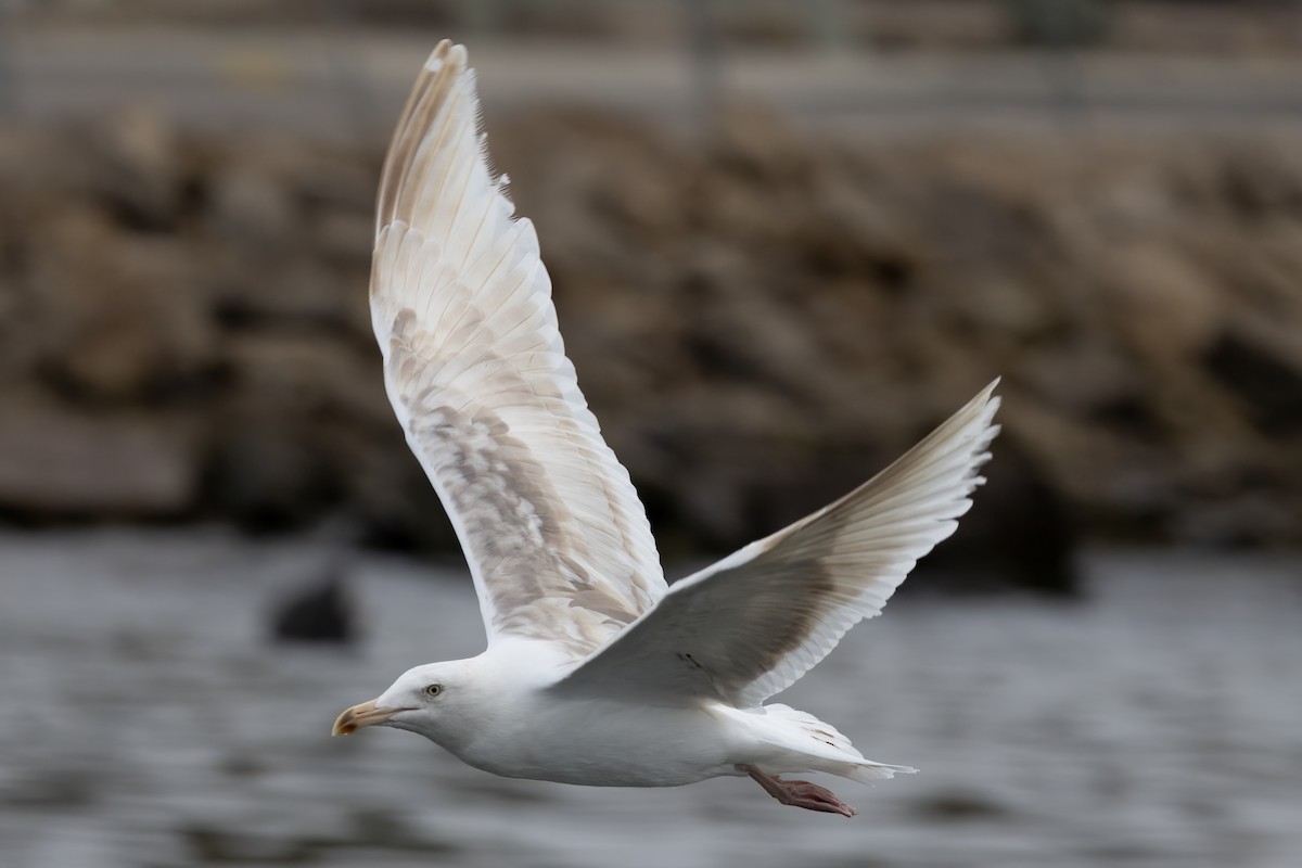 Western Gull - ML625125565