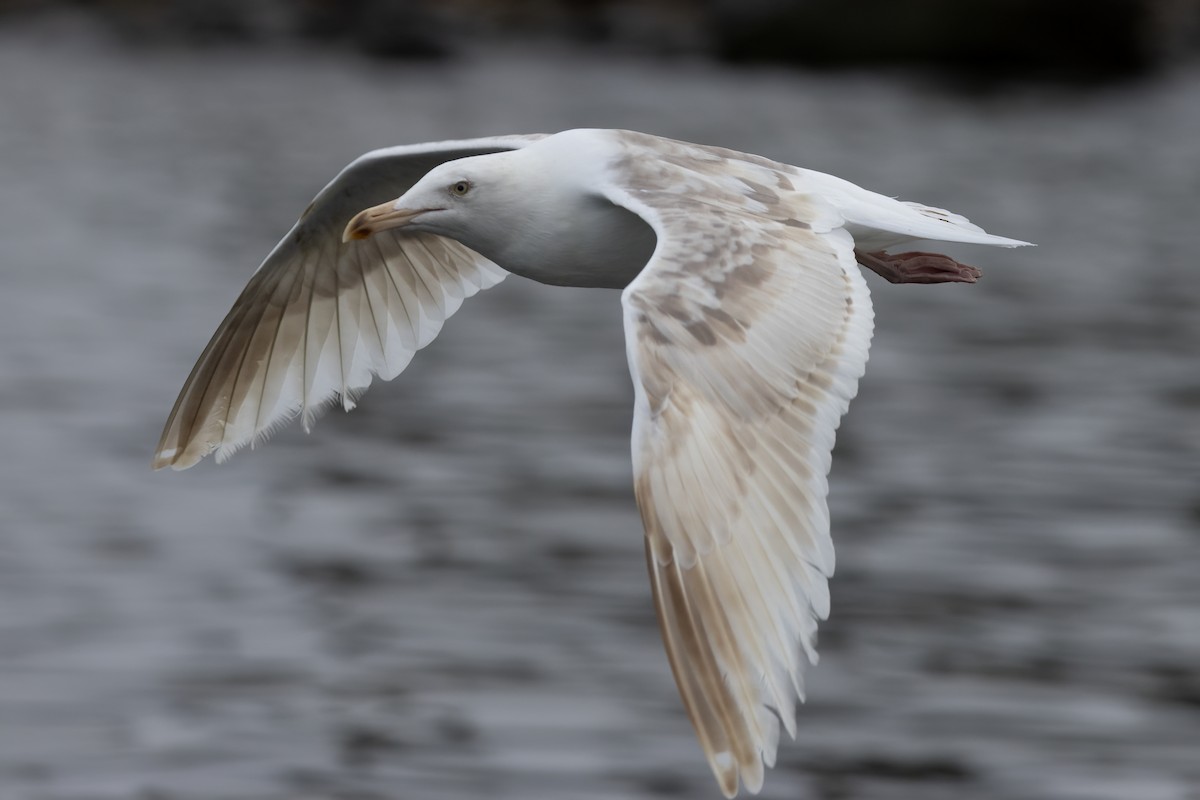 Western Gull - ML625125566