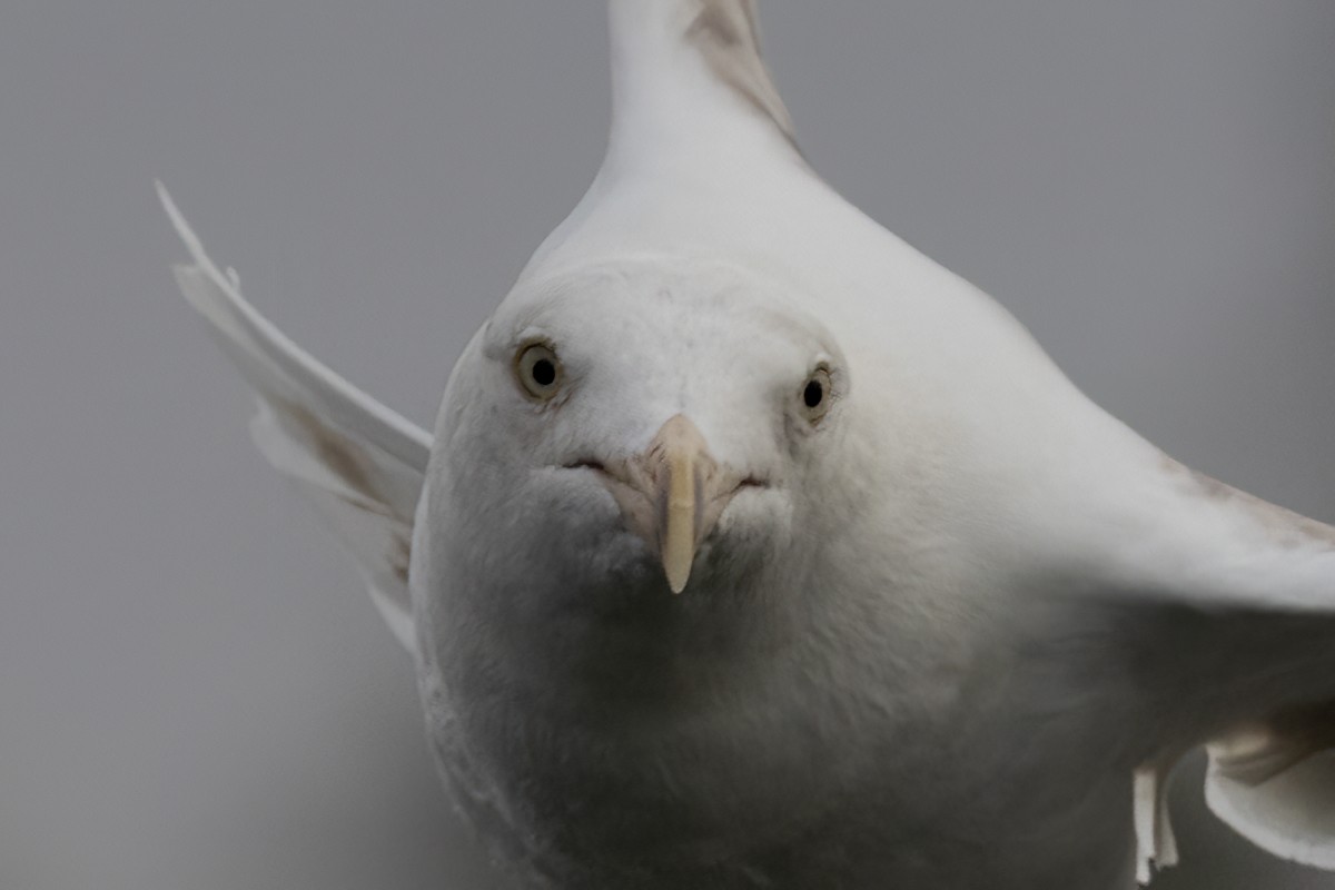 Western Gull - ML625125570