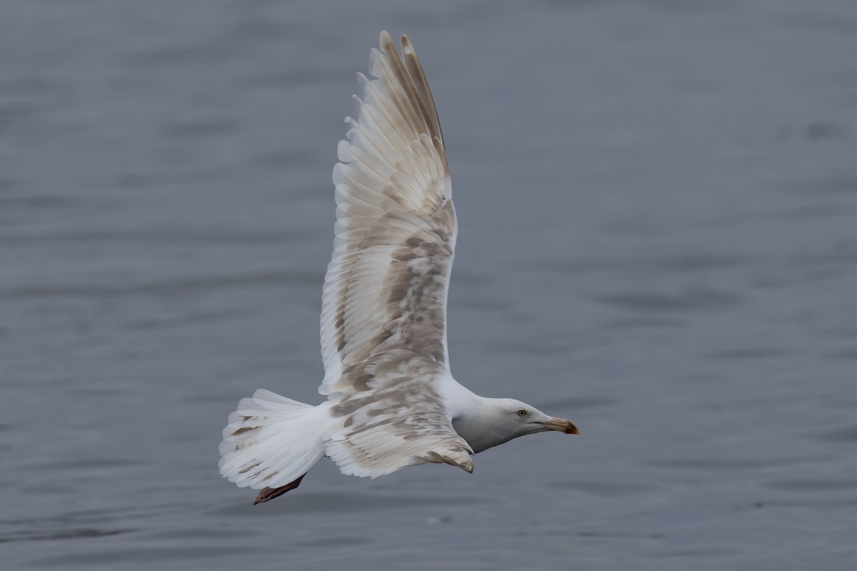 Western Gull - ML625125571