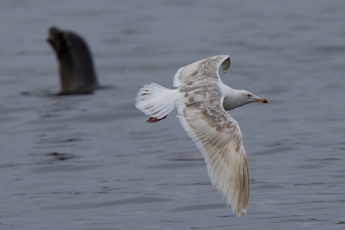 Western Gull - ML625125572