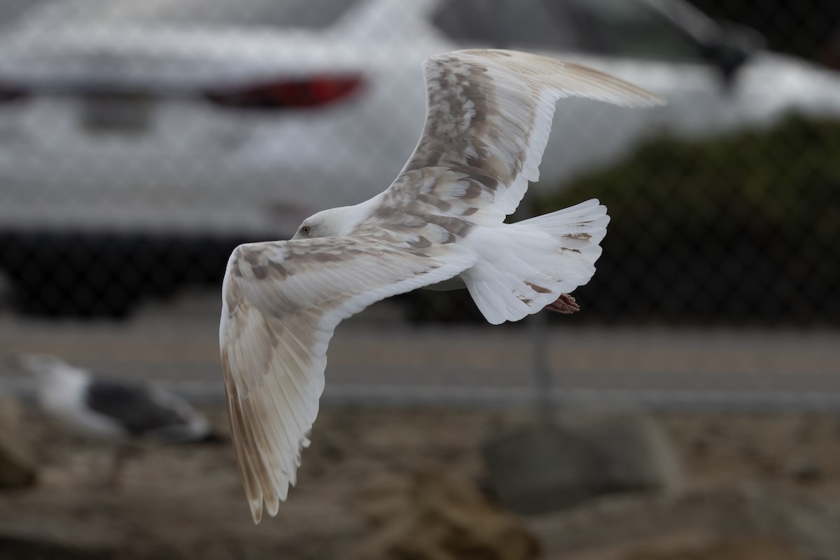 Western Gull - ML625125573