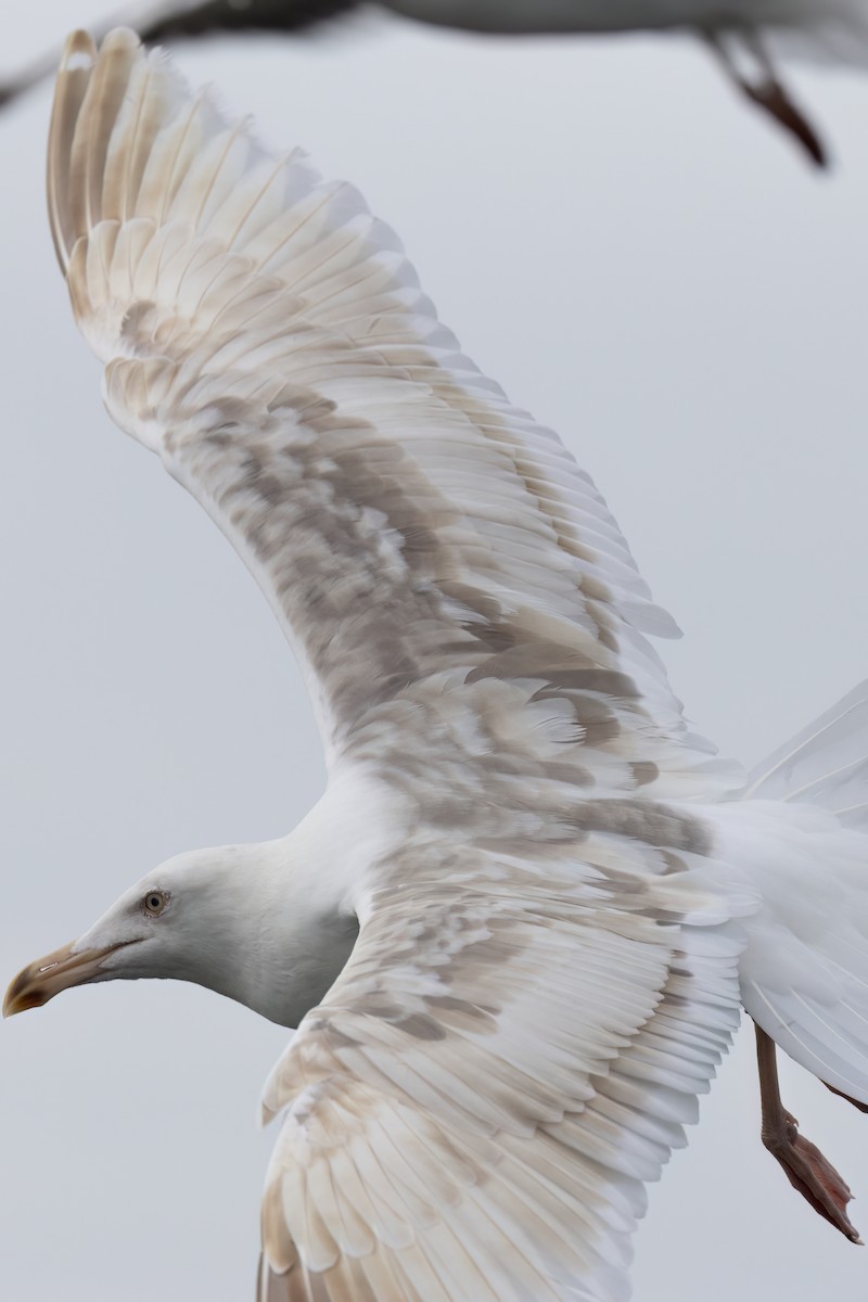 Western Gull - ML625125574