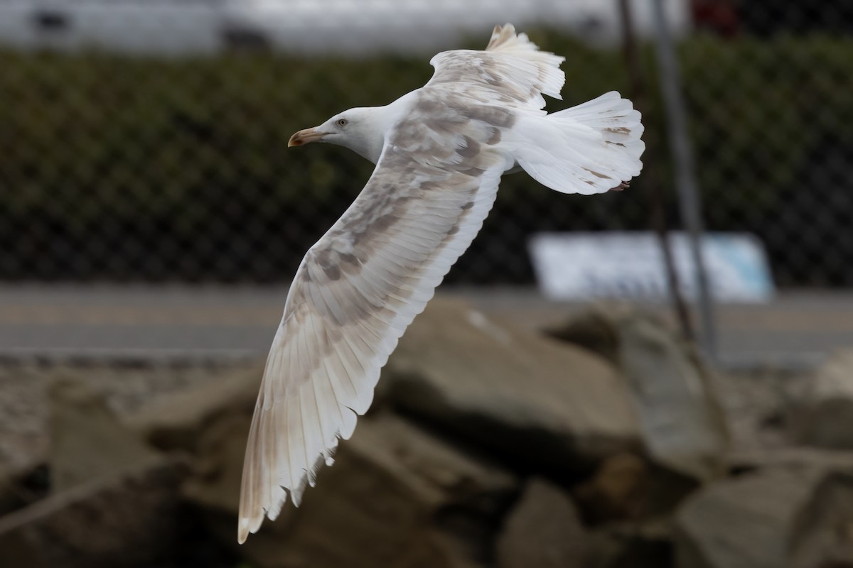 Western Gull - ML625125575