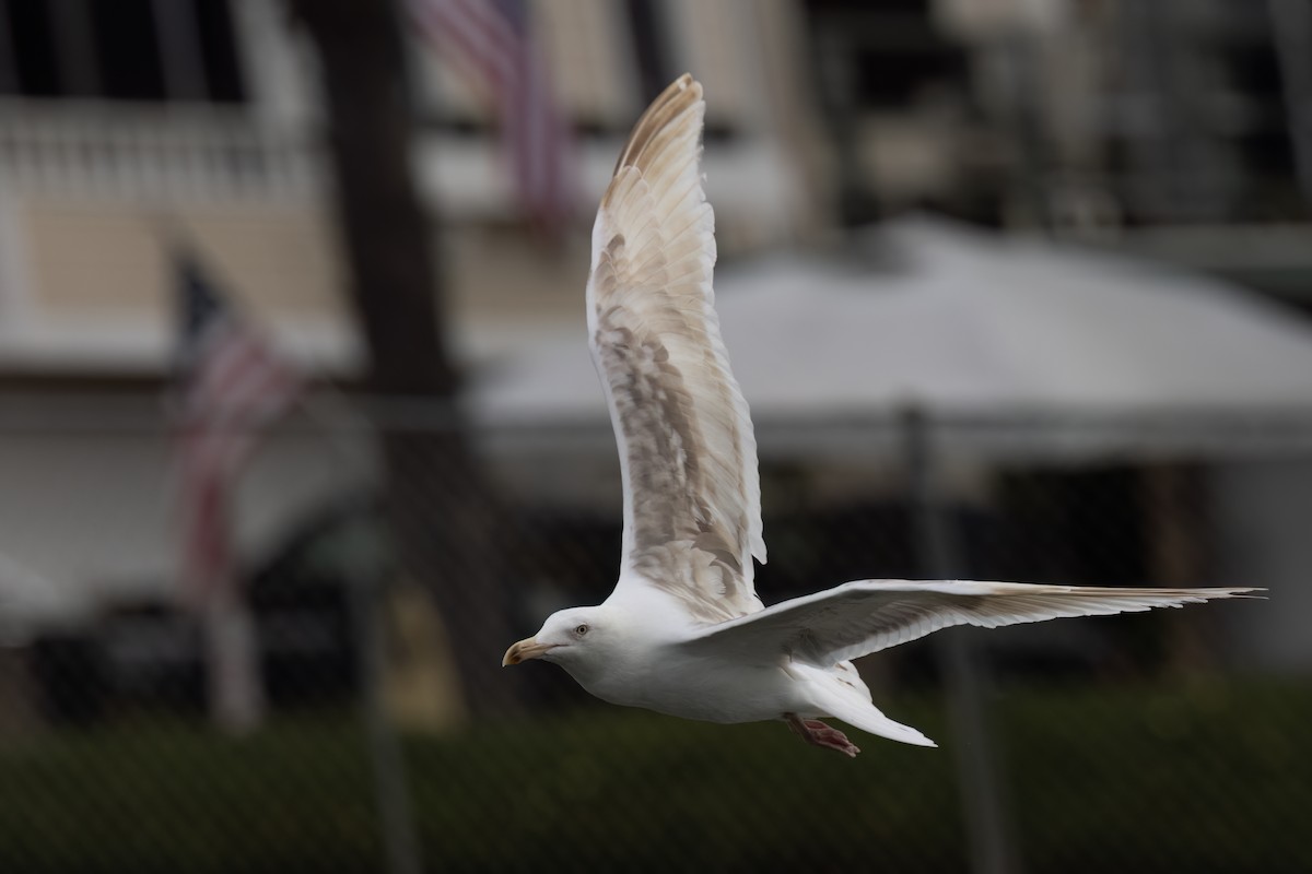 Western Gull - ML625125576