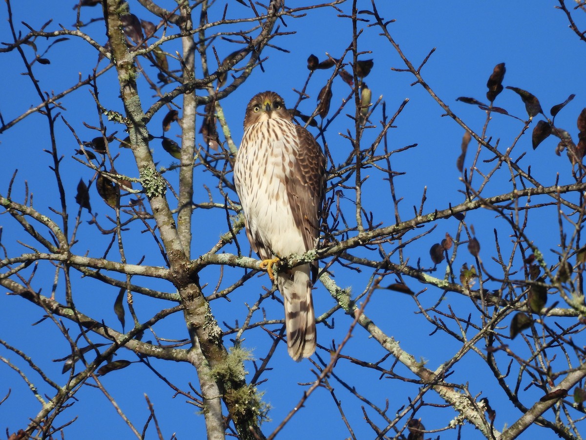 Cooper's Hawk - ML625125596