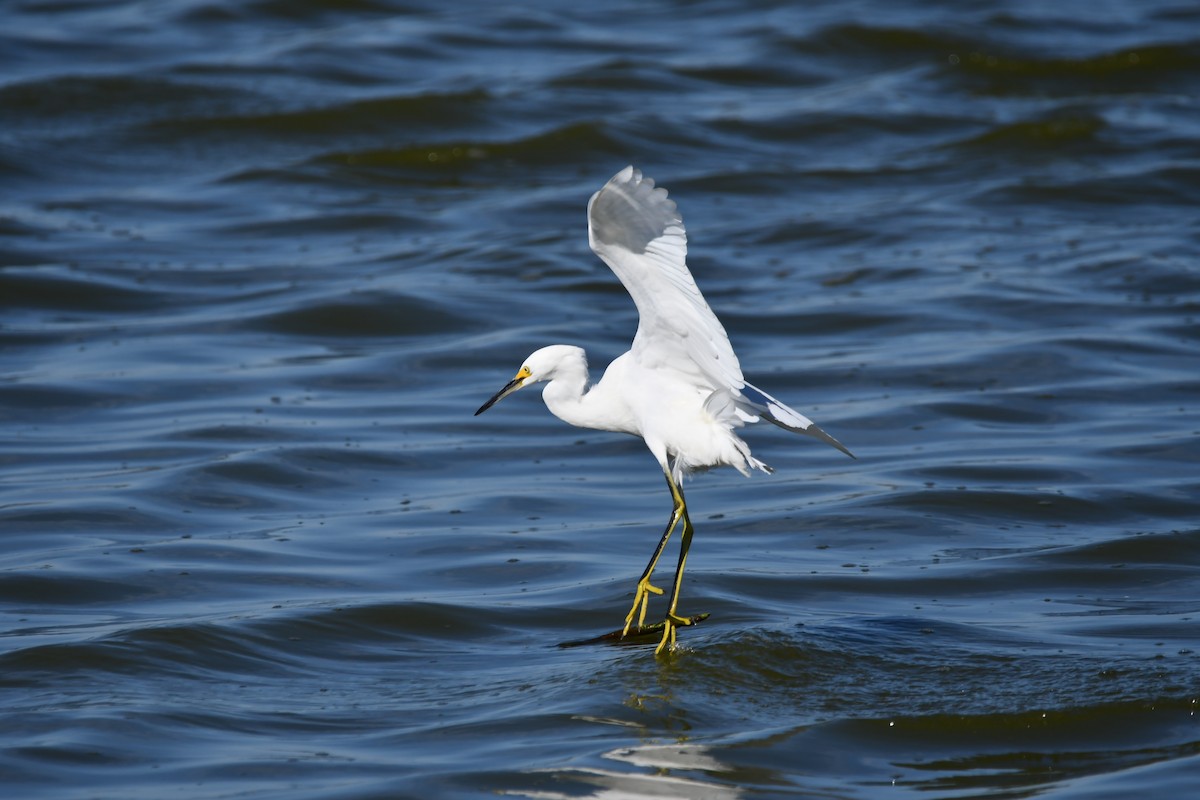 Snowy Egret - ML625125863