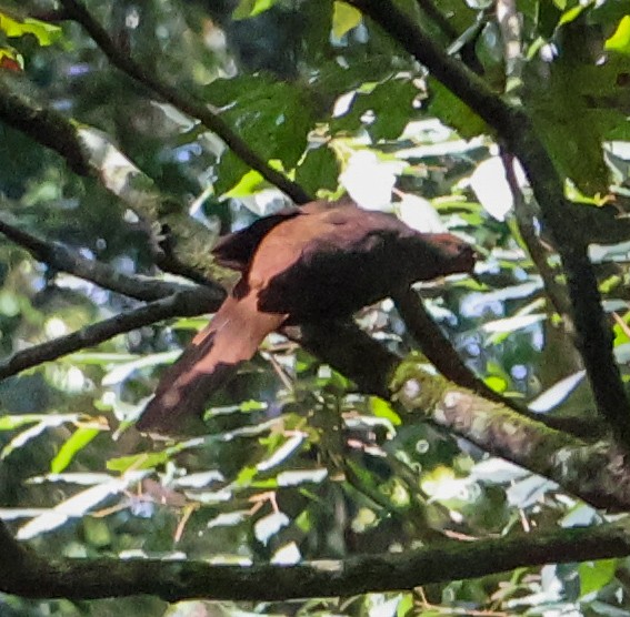 Brown Cuckoo-Dove - ML625125945