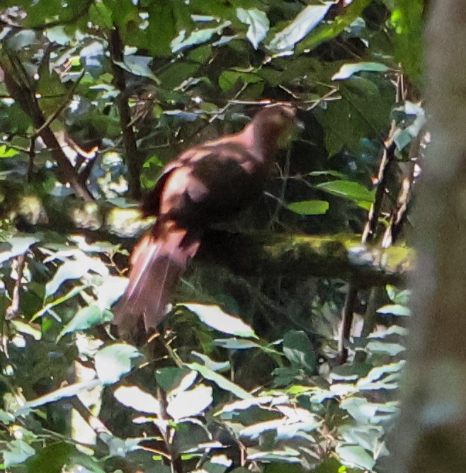 Brown Cuckoo-Dove - ML625125946