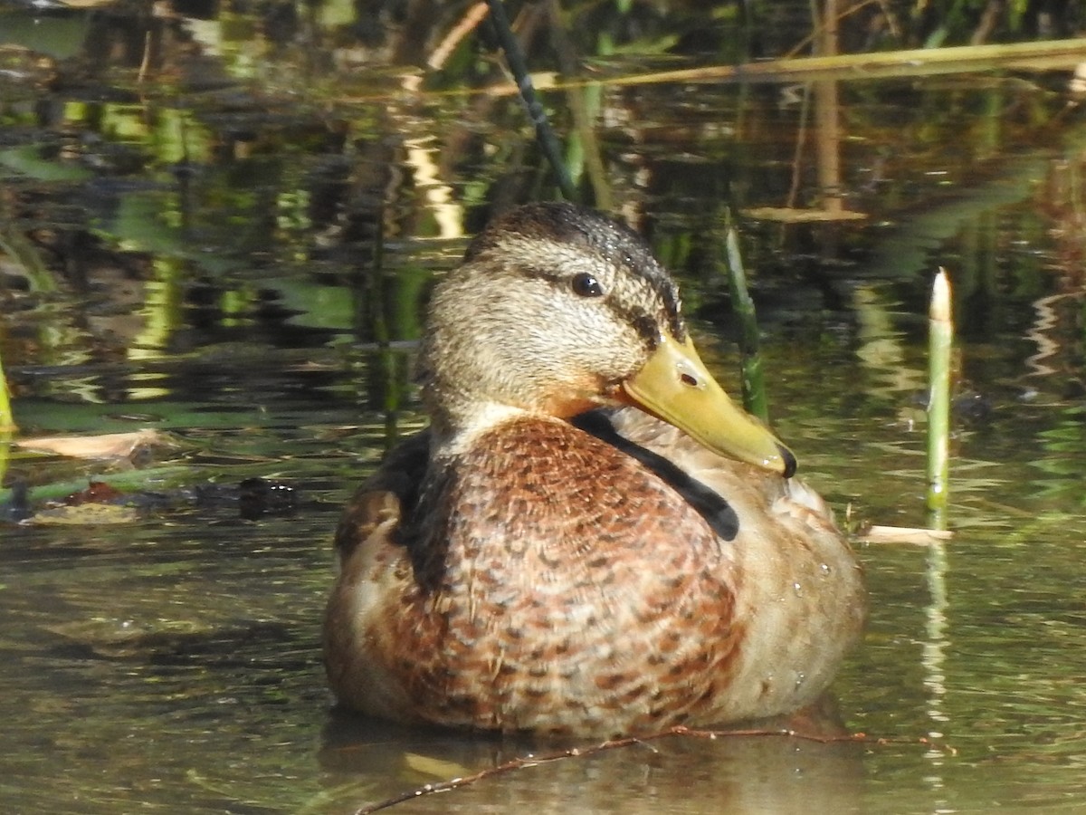 Mallard x Mexican Duck (hybrid) - ML625126236