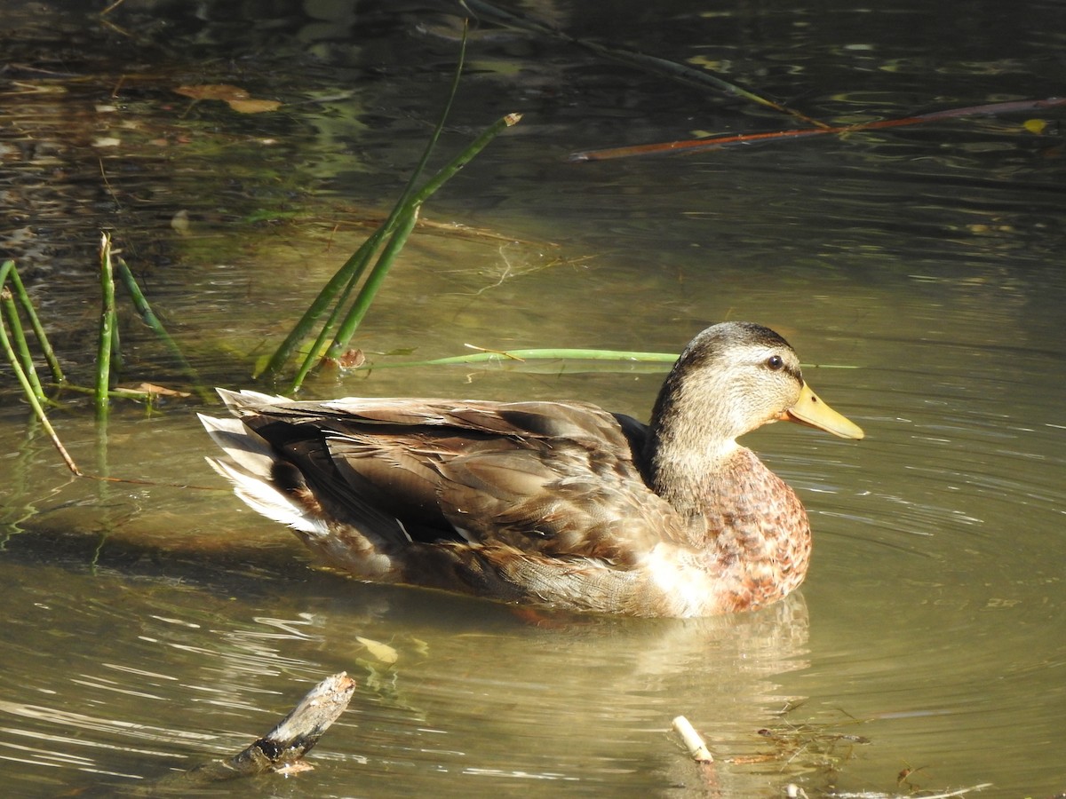 Mallard x Mexican Duck (hybrid) - ML625126245