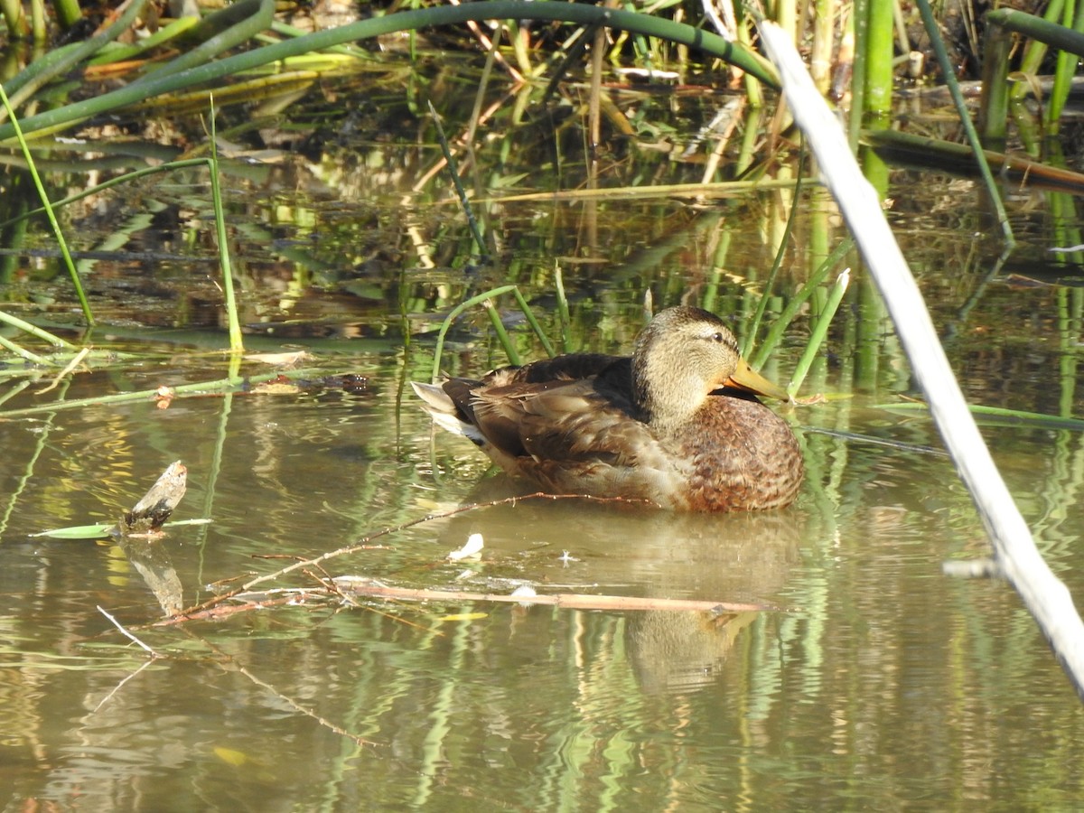 Mallard x Mexican Duck (hybrid) - ML625126246
