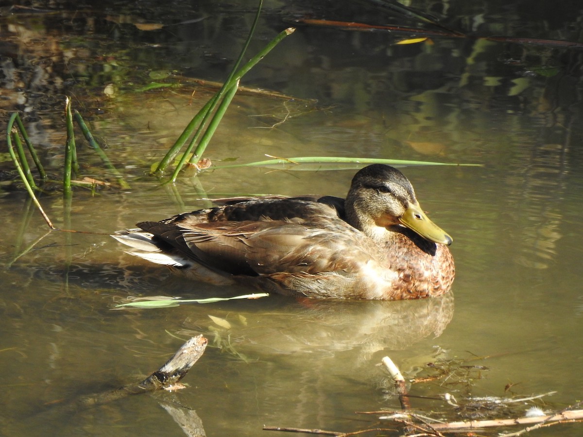 Mallard x Mexican Duck (hybrid) - ML625126253