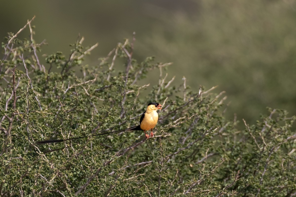 Shaft-tailed Whydah - ML625126576