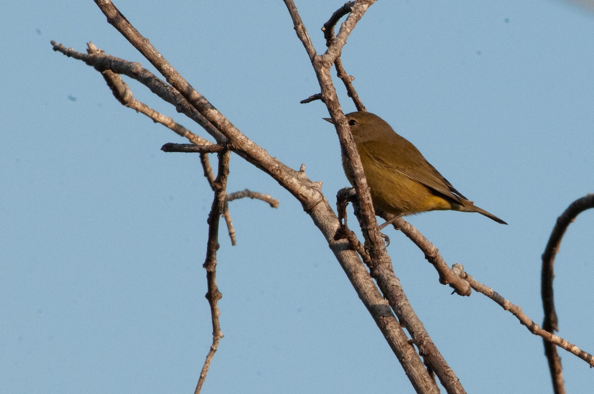 Orange-crowned Warbler - ML625126581