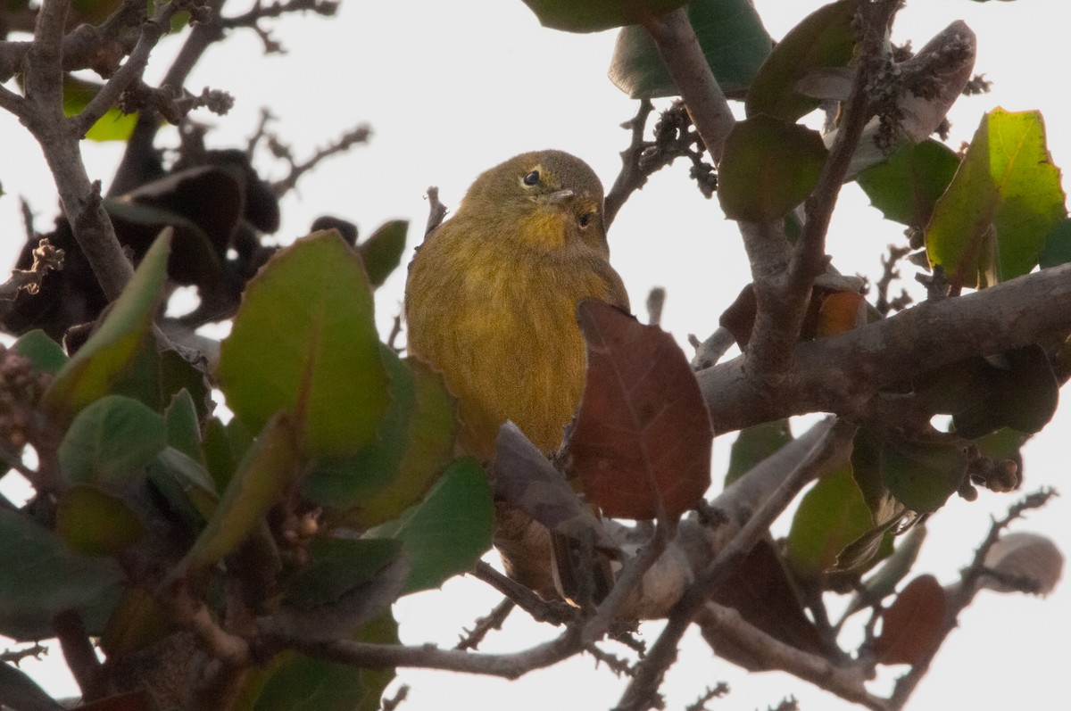 Orange-crowned Warbler - ML625126582