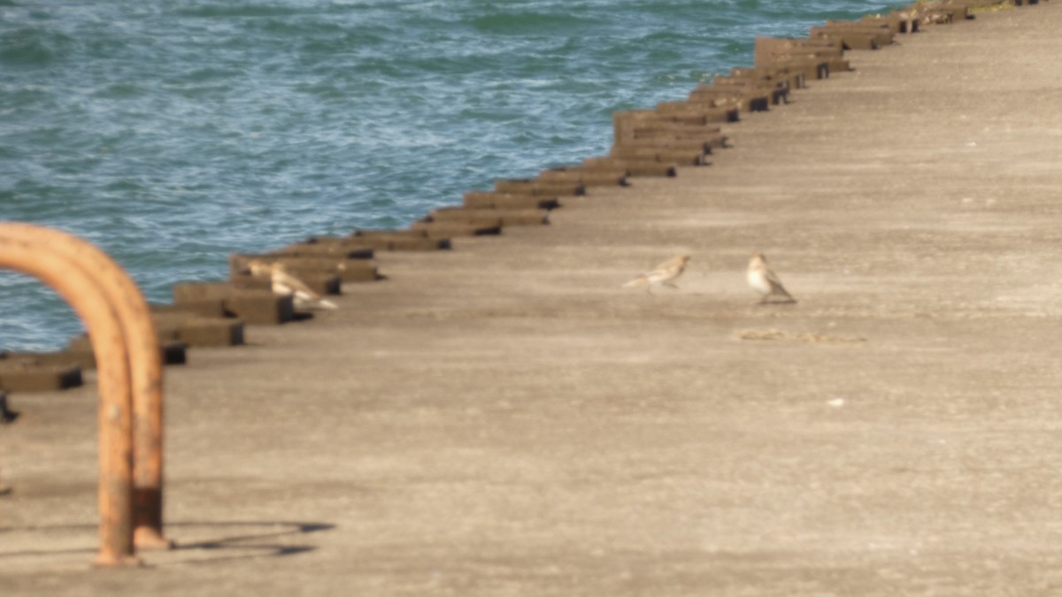 Snow Bunting - ML625126636