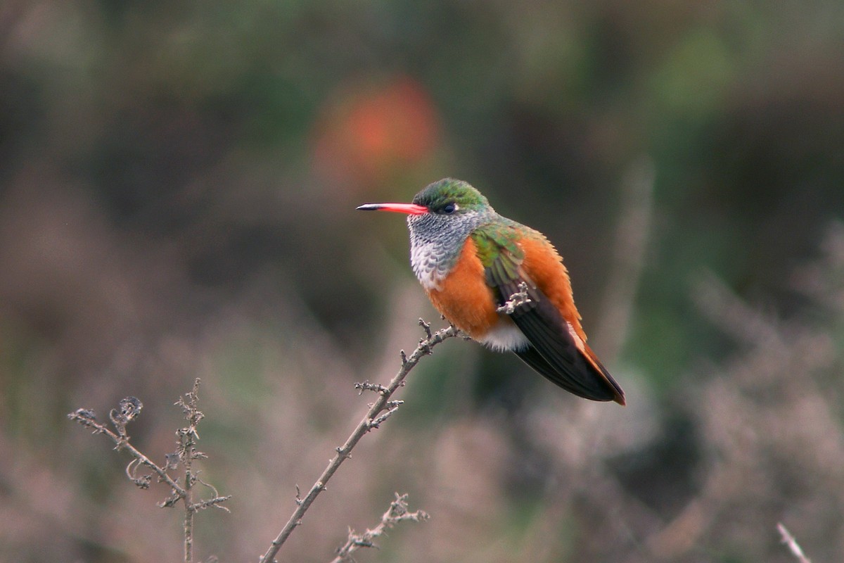 Amazilia Hummingbird - ML62512671