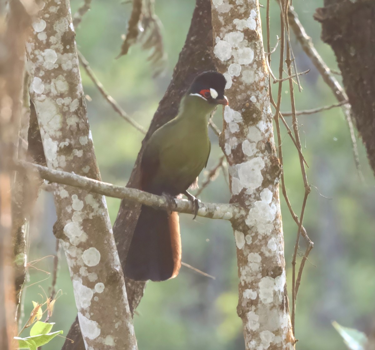 Turaco de Hartlaub - ML625126782