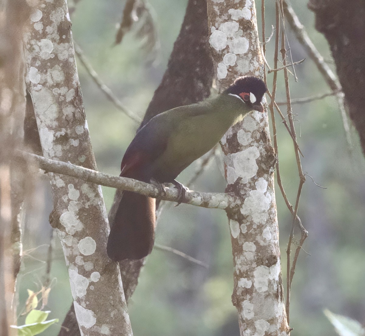 Turaco de Hartlaub - ML625126784