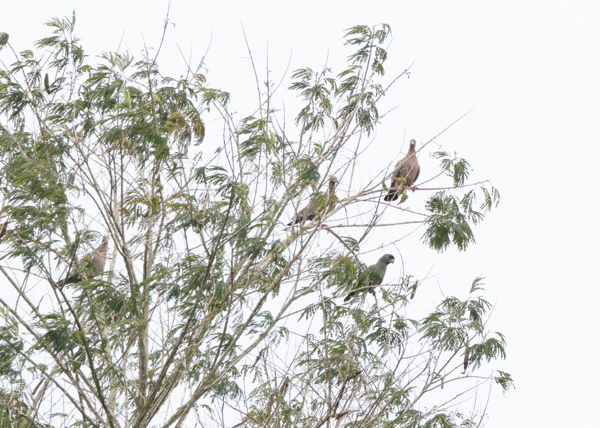 Scaly-headed Parrot - ML625126944