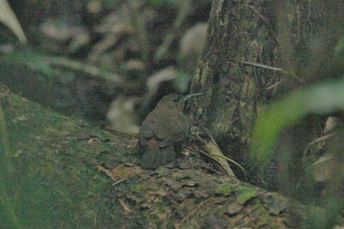 Middle American Leaftosser - Héctor Moncada