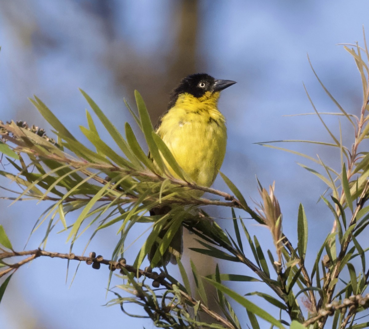 Baglafecht Weaver - ML625127190