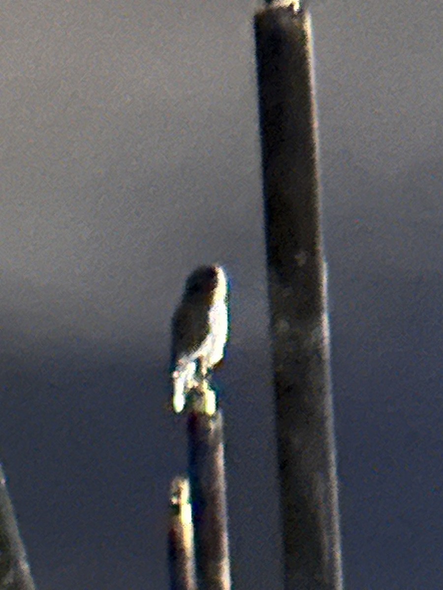 Great Gray Owl - ML625127249