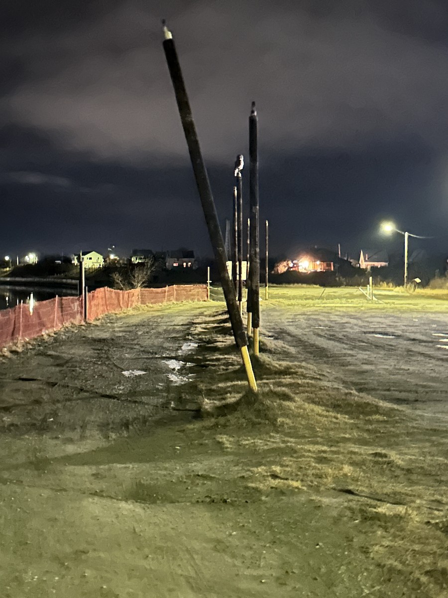 Great Gray Owl - ML625127250