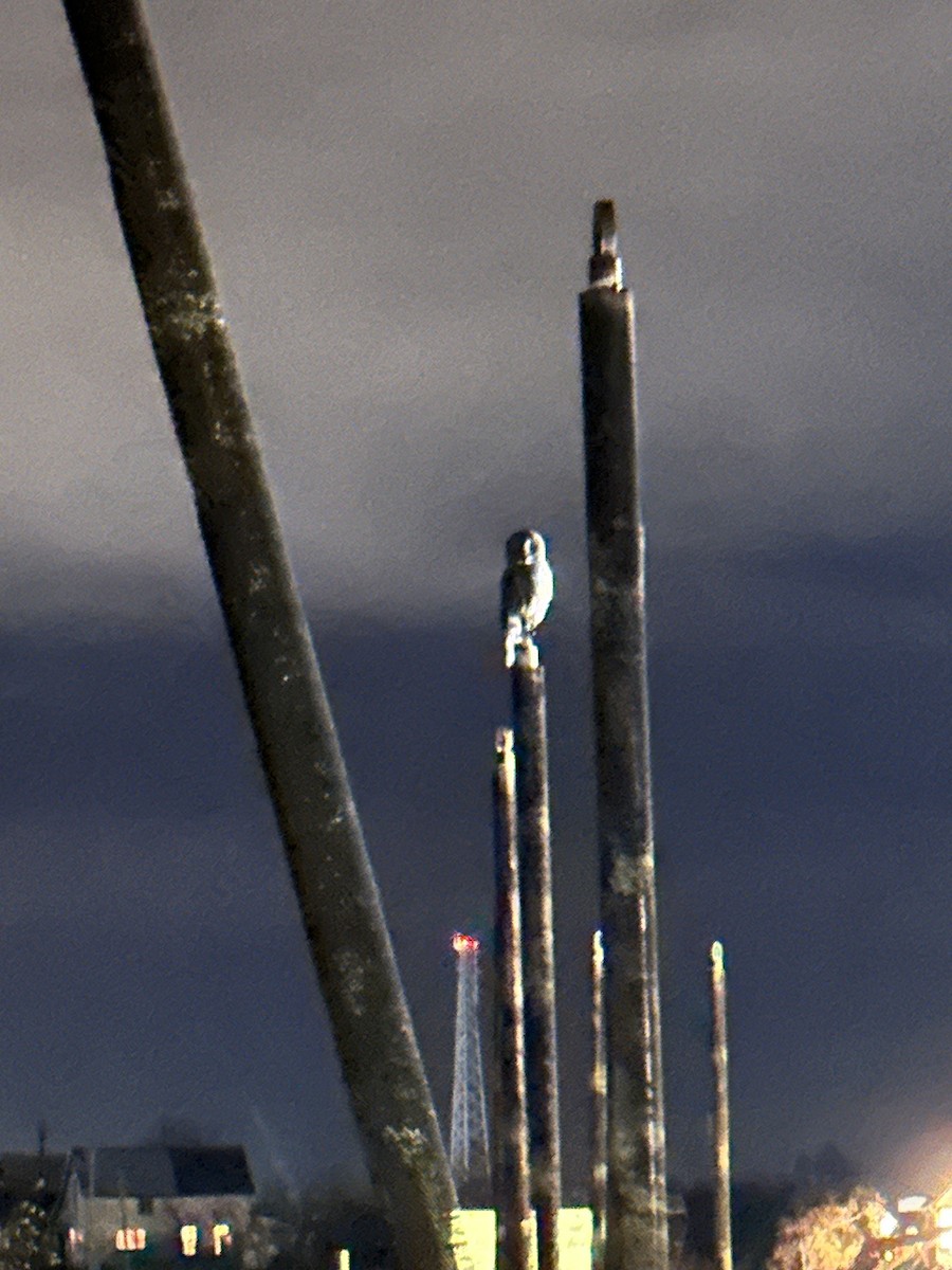 Great Gray Owl - ML625127251