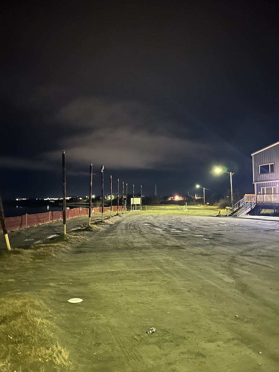 Great Gray Owl - ML625127252